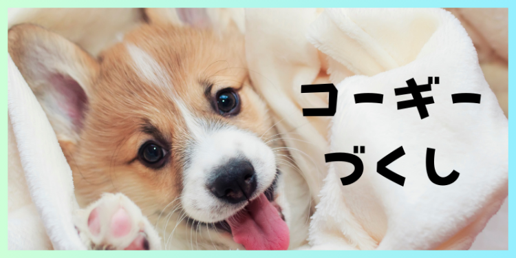 カワイイがいっぱい！ワンダーランド